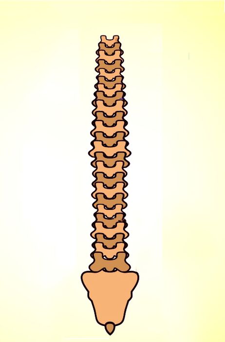 estrutura da columna vertebral